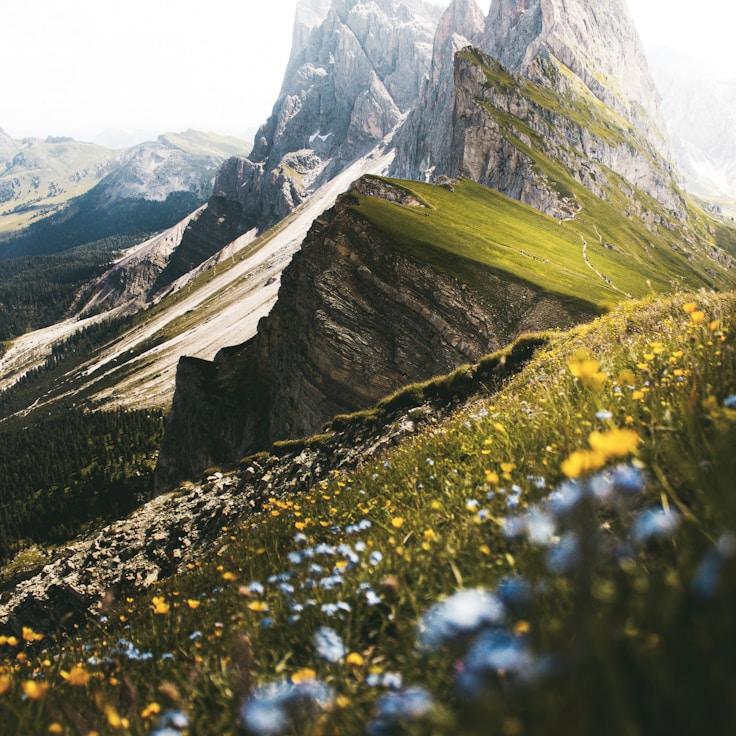 Himalayan
